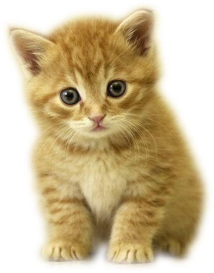 kitty