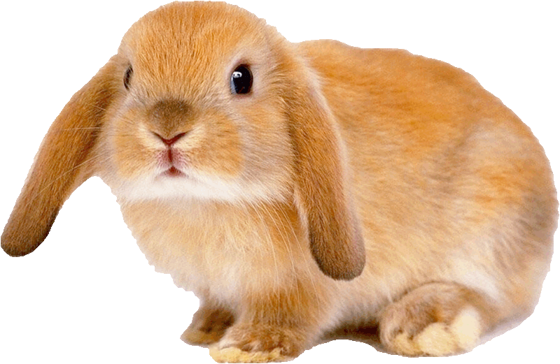 lapin